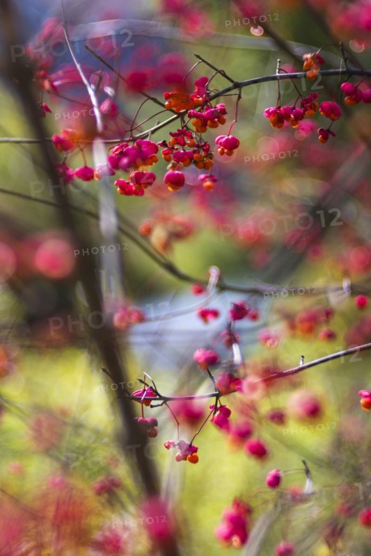 Common spindle bush