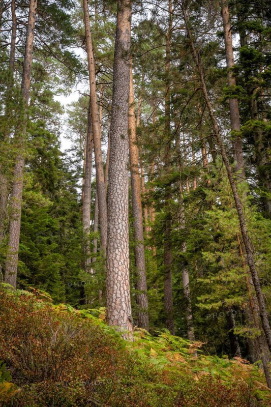 Enztalkiefer in the forest