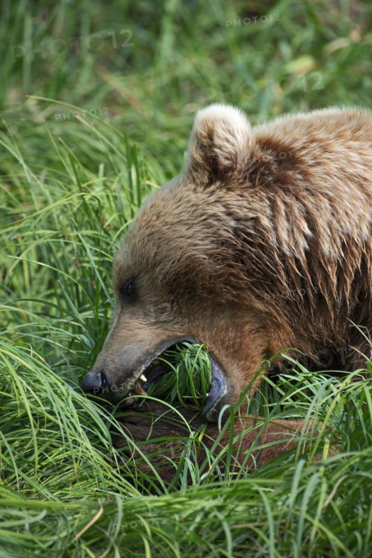 Coastal brown bear