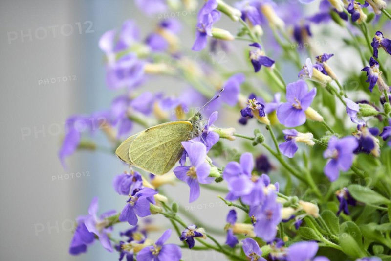 Large cabbage white
