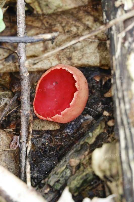 Scarlet elf cup