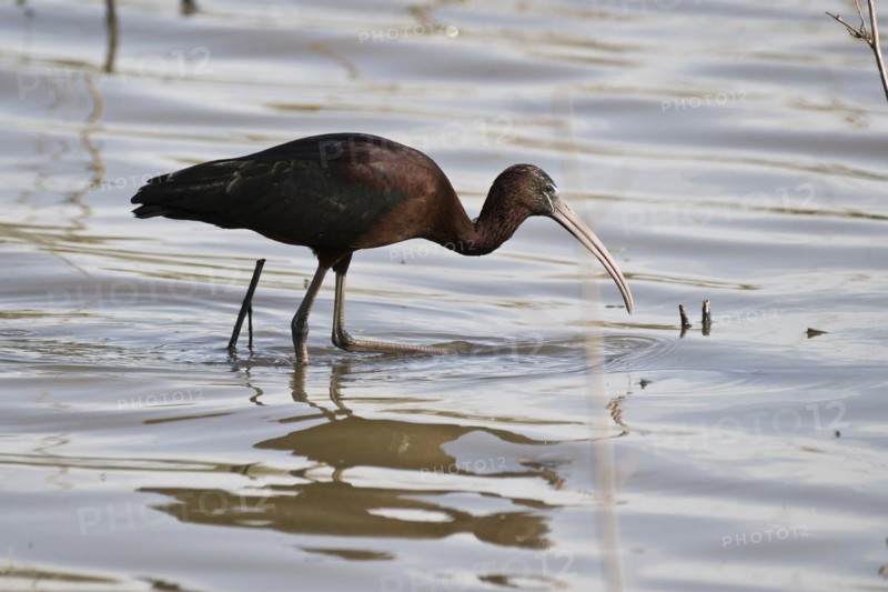 Glossy ibis