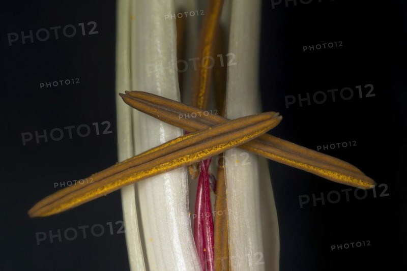 Macro shot of a blooming Asian hook lily