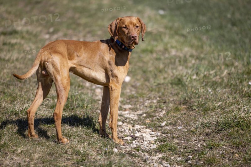 Roevidszoru Magyar Vizsla