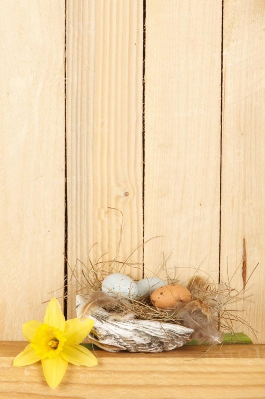 Easter nest made of a shell with eggs