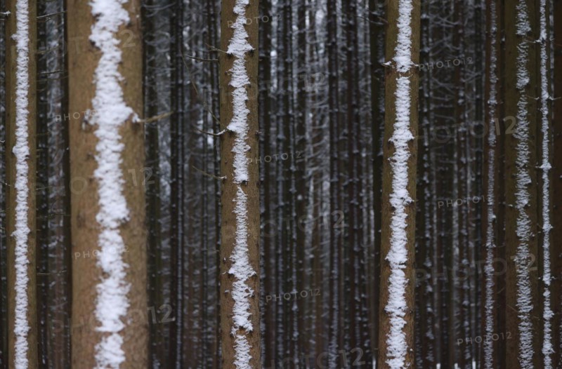 Trunks of a spruce monoculture in winter form a graphic pattern