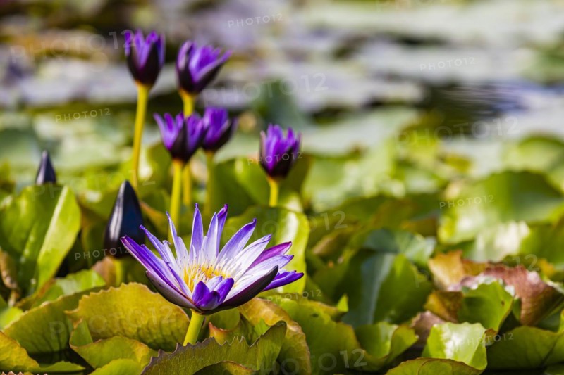 Water lily pond
