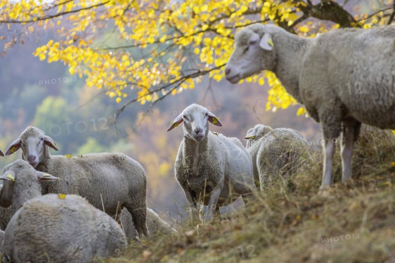 Sheep grazing on rough grassland