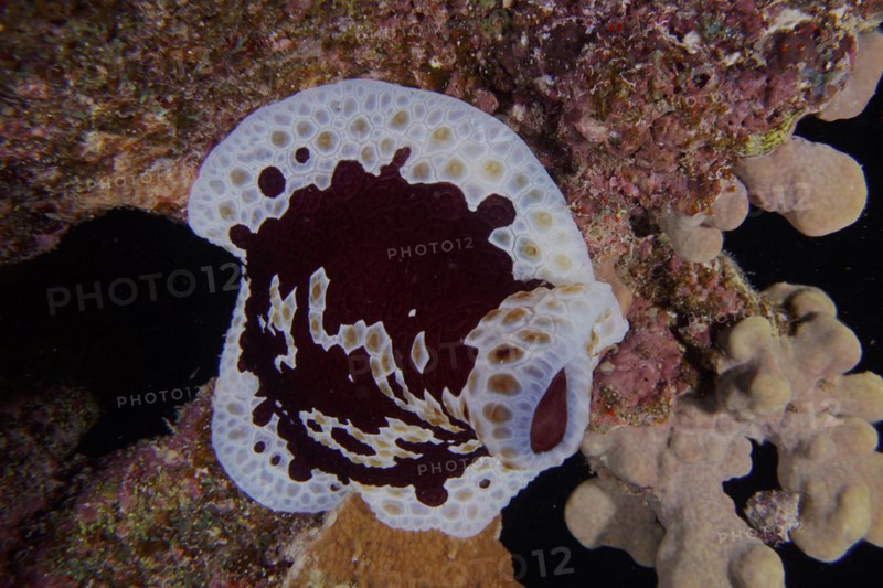 Large sofa cushion snail