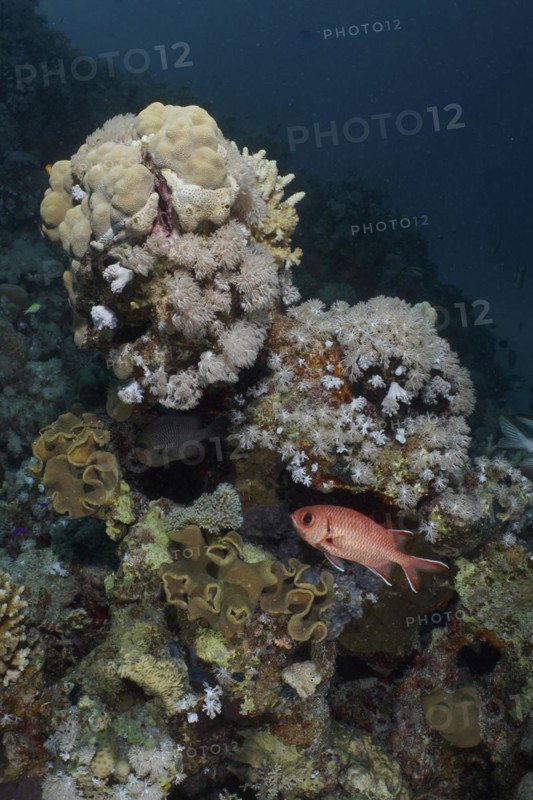 White fringed soldierfish