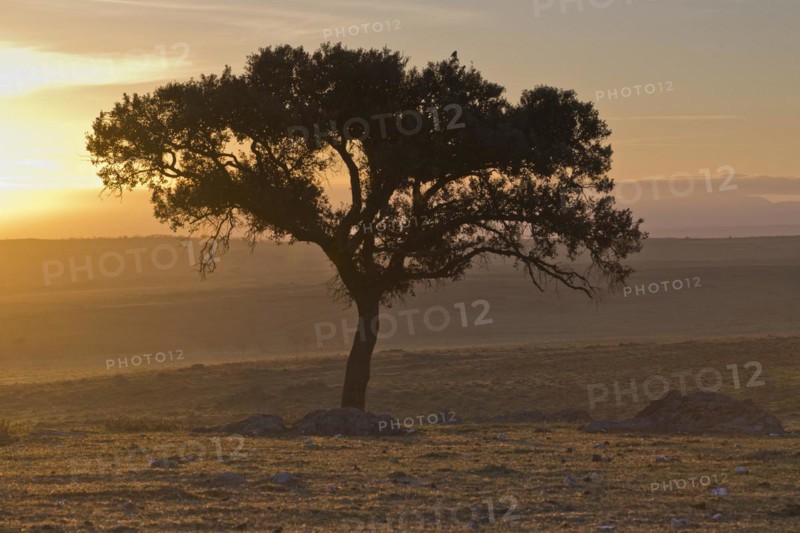 Holm oak