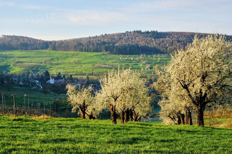 Blossoming cherry trees