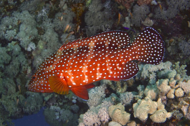Jewel Grouper