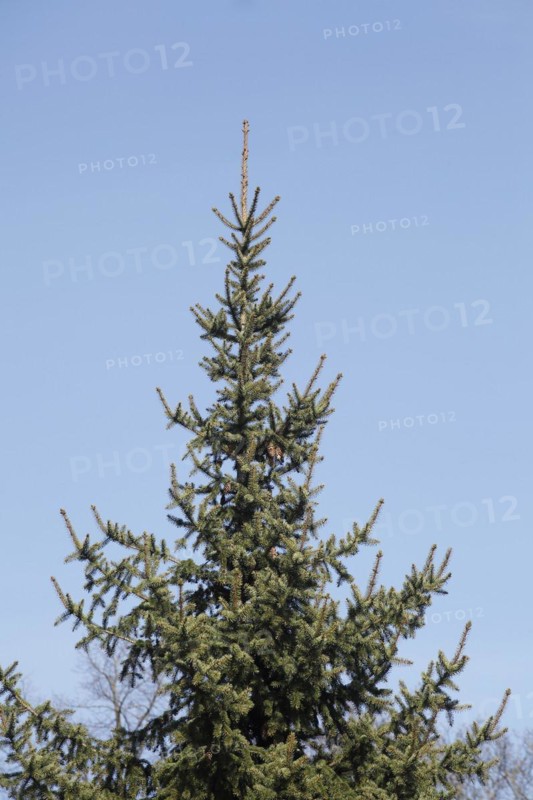Conifer