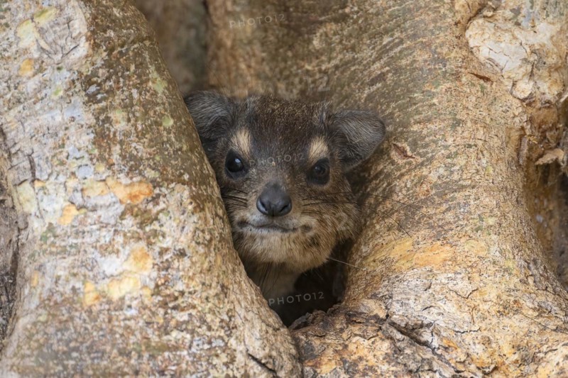 Rock Hyrax