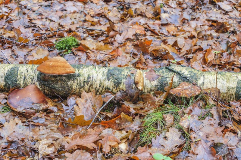 Birch tongue porling