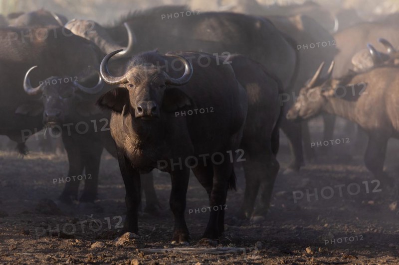 African buffalo