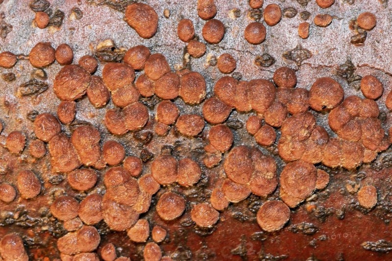 Reddish coalberry many reddish fruiting bodies next to each other on tree trunk