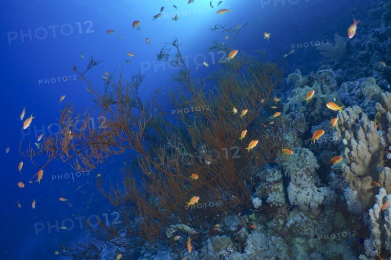 Black bushy black coral