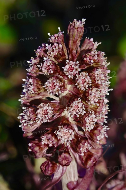 Butterbur