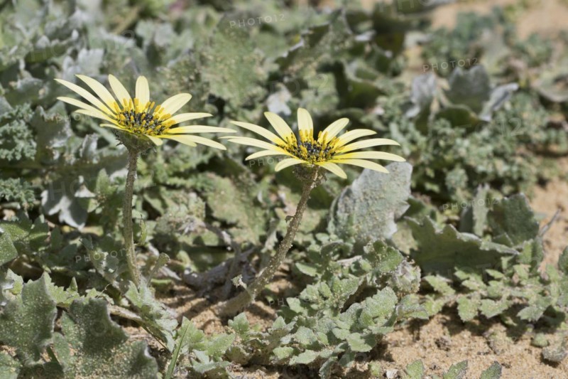 Capeweed