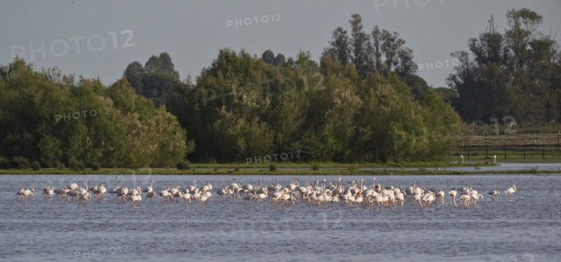 Greater flamingos