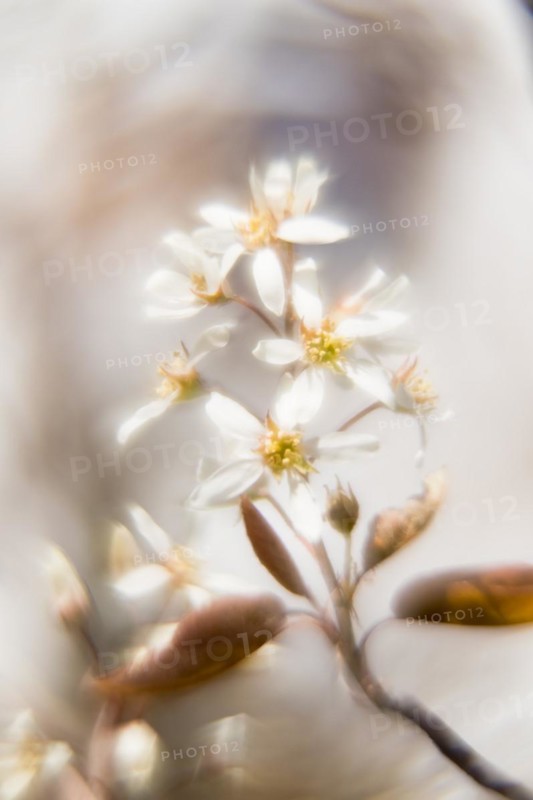 Flowering branch of a weeping pear