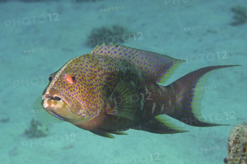 Close-up of yellow-edged lyretail