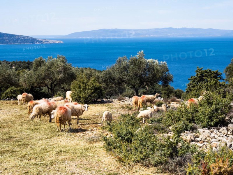 Sheep in an olive grove