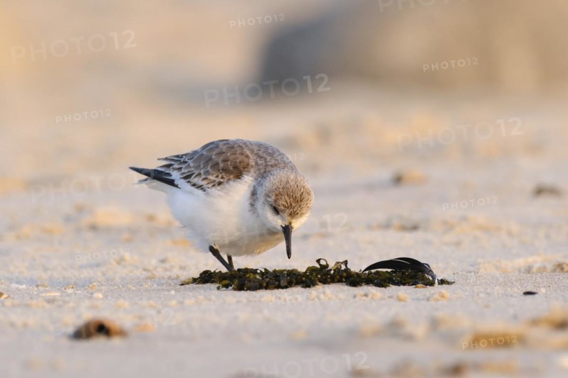 Sanderling