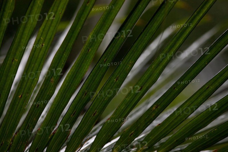 A wet palm leaf with drops in the rain. Tropical place