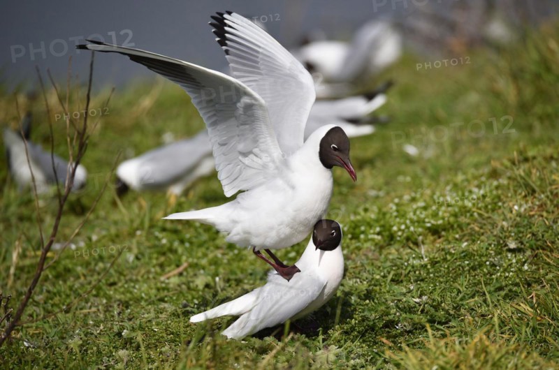 Black-headed Gulls
