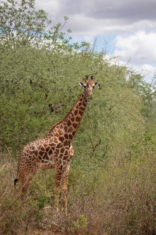 Giraffe