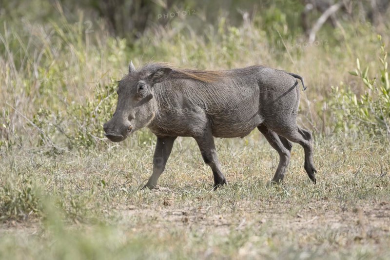 Common warthog