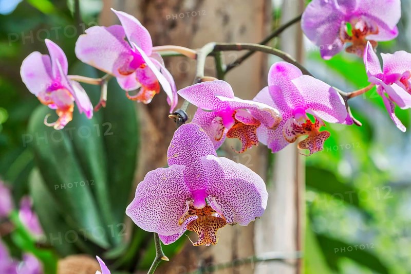 Butterfly orchid