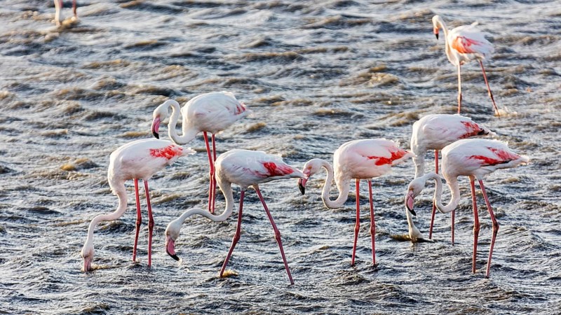 Flamingos