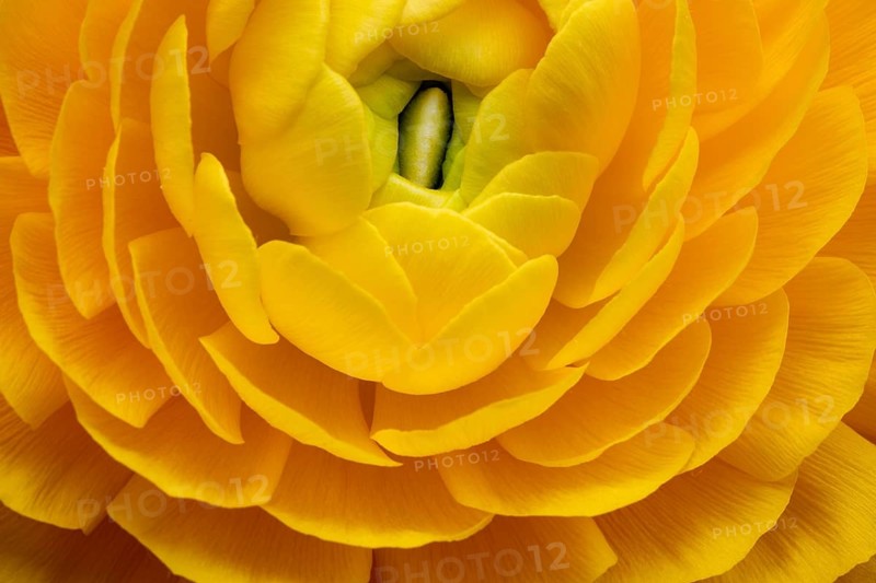Yellow persian buttercup
