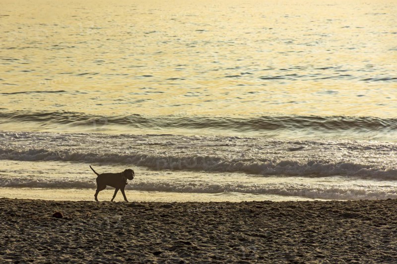 Dog walking on the sands of Ipanema beach