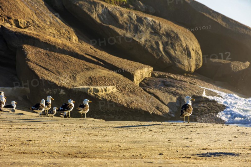 Seagulls resting on the sand in front of the sea of Ipanema beach in Rio de Janeiro at dawn
