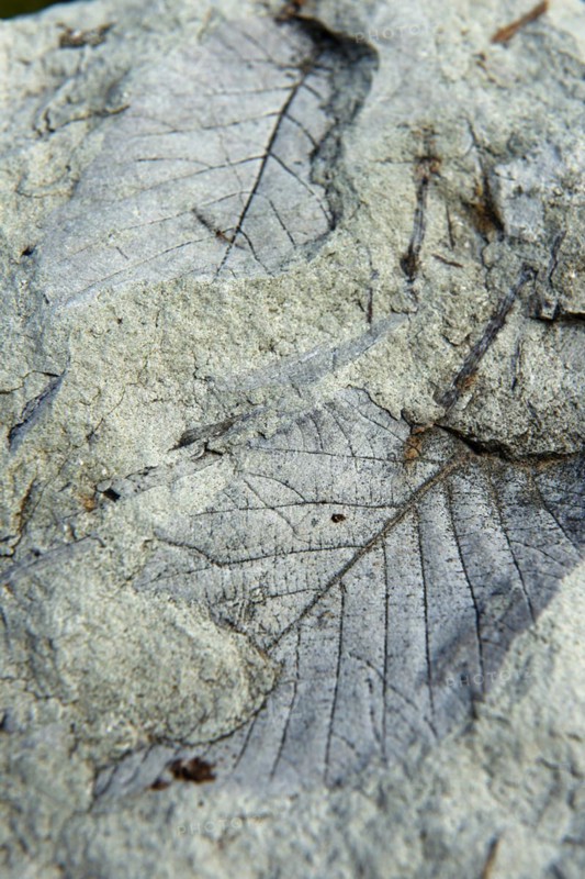 Leaf print fossilised in clay