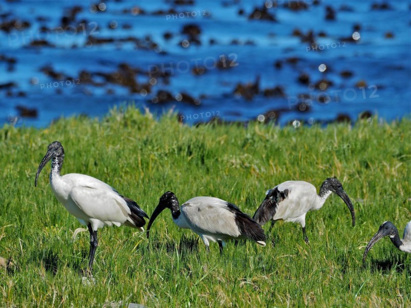 Group of african sacred ibis