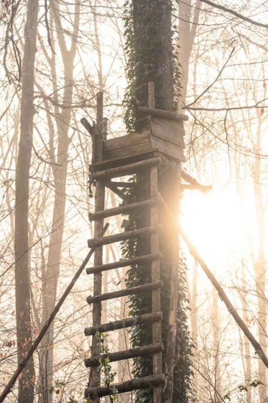 High seat on tree in sunrise