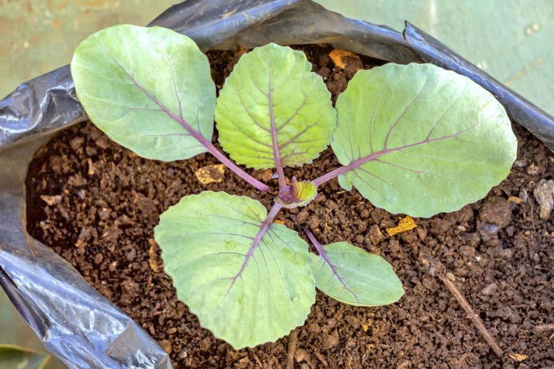 The red cabbage