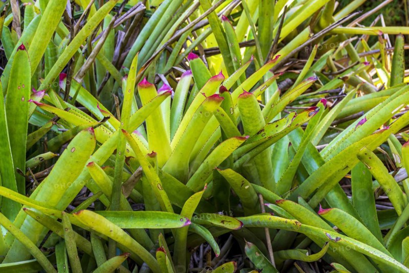 Several bromeliads together in the Brazilian rainforest