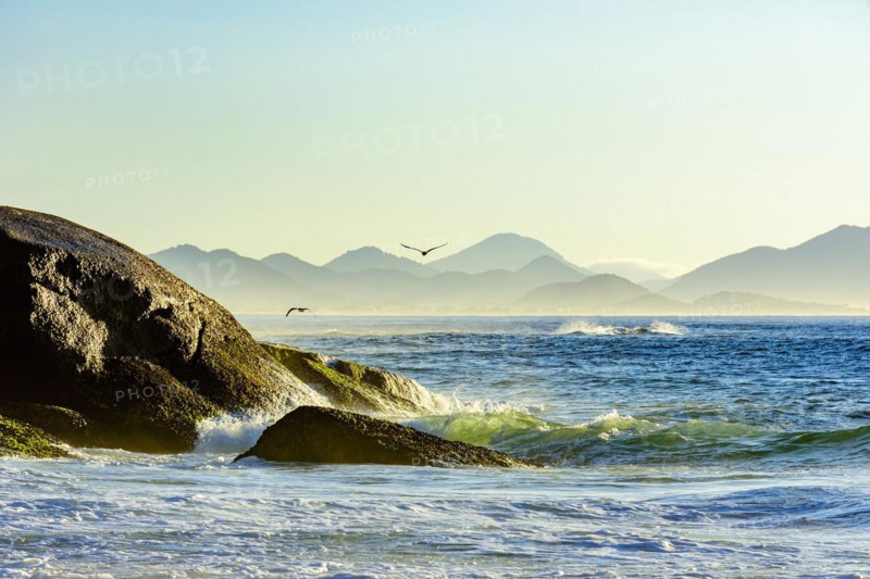 Seagull flying at dawn over the sea and the rocks of Ipanema in Rio de Janeiro