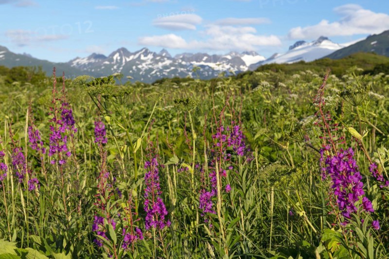 Fireweed