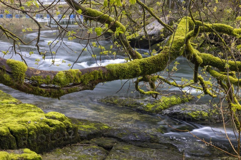 Broken branch full of moss in front of rapids