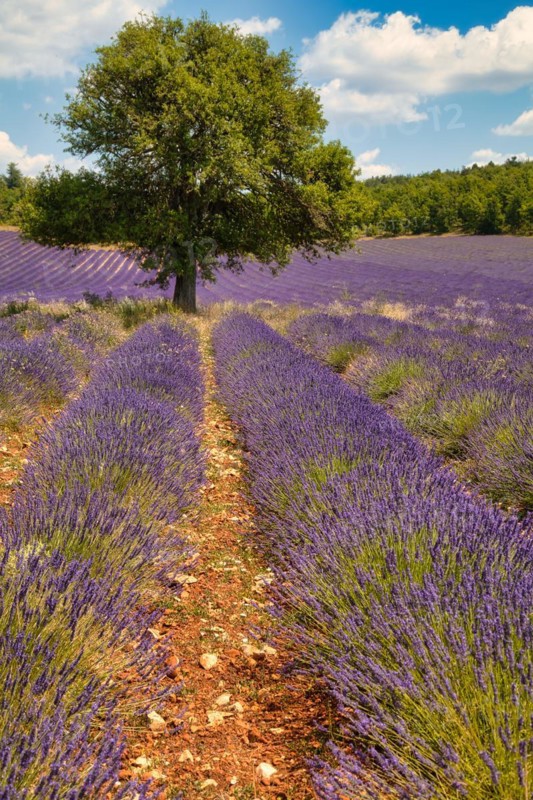 Flowering lavender