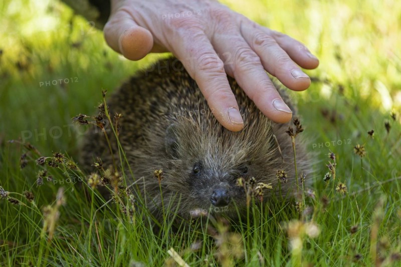Woman stroking hedgehog