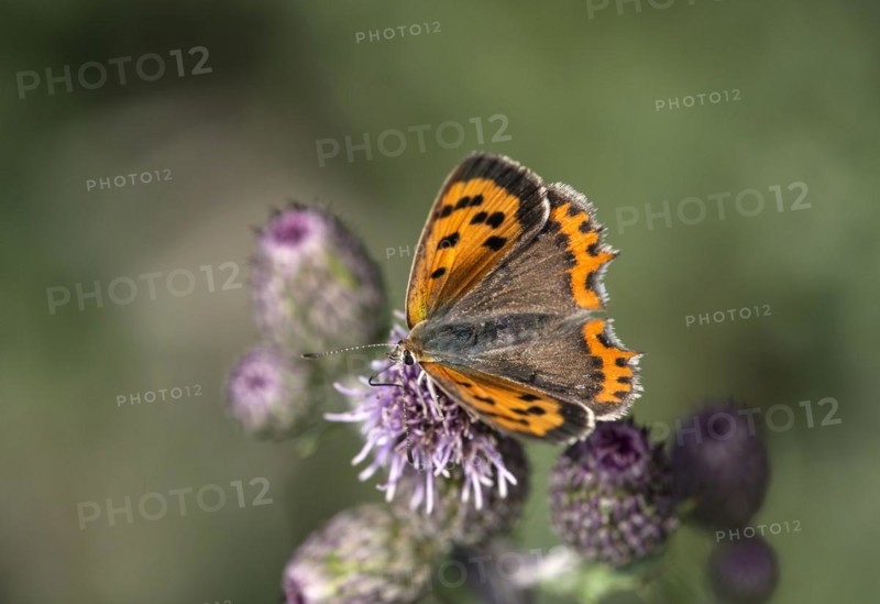 Small copper